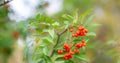 Mountain rowan ash branch berries on blurred green background.