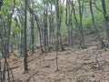 Mountain Rudnik Serbia Ostrovica peak forest at lower parts of the mountain