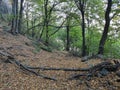 Mountain Rudnik Serbia Ostrovica peak forest at lower parts of the mountain