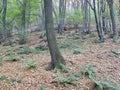 Mountain Rudnik Serbia Ostrovica peak forest at lower parts of the mountain