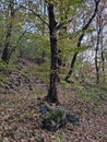 Mountain Rudnik Serbia Ostrovica peak tree in the forest