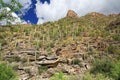 A Mountain of Saguaro in Bear Canyon in Tucson, AZ Royalty Free Stock Photo