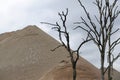 Mountain of sand with dead trees at the Picampoix quarry, Nievre, Burgundy