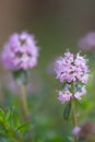 Winter savoury Satureja montana, pink inflorescence Royalty Free Stock Photo