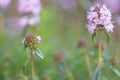 Winter savoury Satureja montana, pink budding flowers