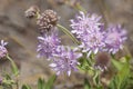 Mountain scabious flowers