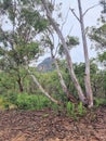 Mountain Scenery in the Australian bush with eucalypt trees