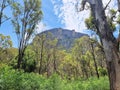 Mountain Scenery in the Australian bush with eucalypt trees