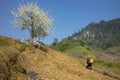 Mountain scenery with Hmong ethnic minority woman carrying cabbage flowers on back, blossom plum tree, white water buffalo and blu Royalty Free Stock Photo