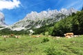 Mountain scenery with resting cows in the austrian alps Royalty Free Stock Photo