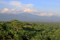 Mountain view with palm plantation