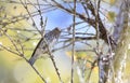 Mountain Serin in Lore Lindu National Park, Sulawesi Island, Indonesia