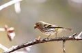 Mountain Serin in Lore Lindu National Park, Sulawesi Island, Indonesia