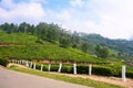 Mountain serpentine on tea plantations Royalty Free Stock Photo