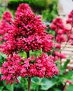 Mountain shaped red flower street beauty