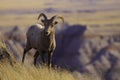 Mountain sheep