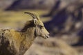 Mountain sheep