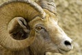 Mountain Sheep