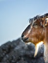 Mountain sheep on a campsite in Himalayas