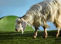 Mountain sheep on a campsite in Himalayas