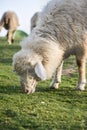 Mountain sheep on a campsite in Himalayas