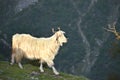 Mountain sheep on a campsite in Himalayas