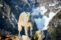 Mountain sheep on a campsite in Himalayas