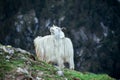 Mountain sheep on a campsite in Himalayas