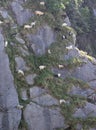 Mountain sheep on a campsite in Himalayas