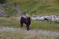 Black shepherd dog standing guard over flock of sheep passing by in the mountain meadow Royalty Free Stock Photo