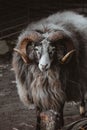 Mountain sheep, goat close up portrai Royalty Free Stock Photo