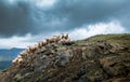 Mountain sheep Metsovo Epirus Greece Royalty Free Stock Photo