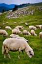 Mountain sheep grazing Royalty Free Stock Photo