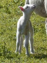 Mountain sheep lamb Ovis aries on mountain trail