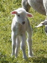 Mountain sheep lamb Ovis aries on mountain trail