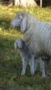 Mountain sheep with lamb Ovis aries on mountain trail