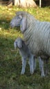 Mountain sheep with lamb Ovis aries on mountain trail