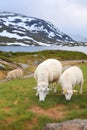 Mountain sheep pasture in Norway Royalty Free Stock Photo