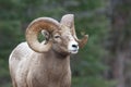 Mountain Sheep Ram