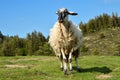 Mountain sheep of the Rava breed