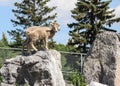 Mountain sheep on rocks ready to jump