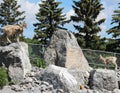 Mountain sheep on rocks ready to jump