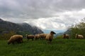 Mountain sheep running Royalty Free Stock Photo