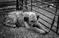 Mountain shepherd dog