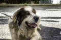 Mountain shepherd dog