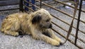 Mountain shepherd dog