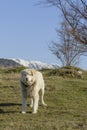 Mountain shepherd dog Royalty Free Stock Photo