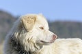 Mountain shepherd dog Royalty Free Stock Photo