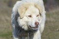 Mountain shepherd dog Royalty Free Stock Photo
