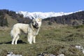 Mountain shepherd dog Royalty Free Stock Photo